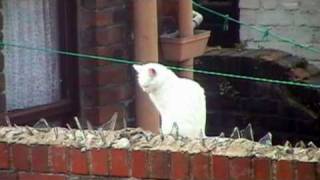 Clifford T Ward ,Moody Blues