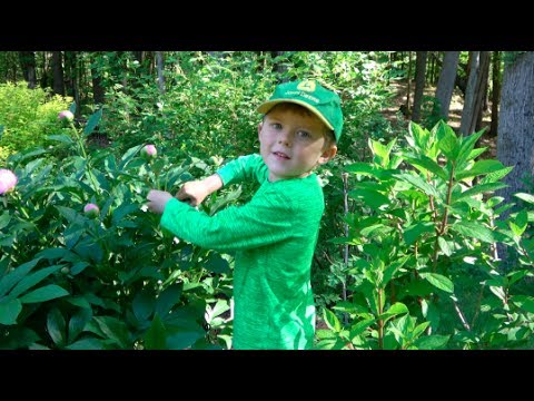 download lagu mp3 mp4 Do Peonies Bloom All Summer, download lagu Do Peonies Bloom All Summer gratis, unduh video klip Do Peonies Bloom All Summer