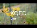 KQED PBS Station ID 2023 4