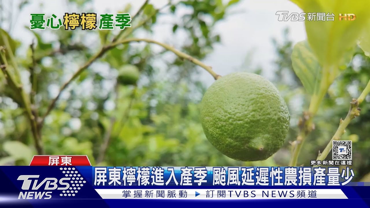 屏東檸檬進入產季! 去年颱風「延遲性農損」減產逾五成