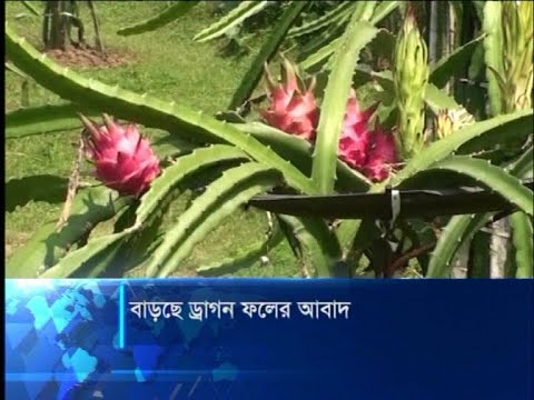 বাড়ছে ড্রাগন ফলের আবাদ