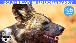 Download lagu Do African Wild Dogs Bark? mp3