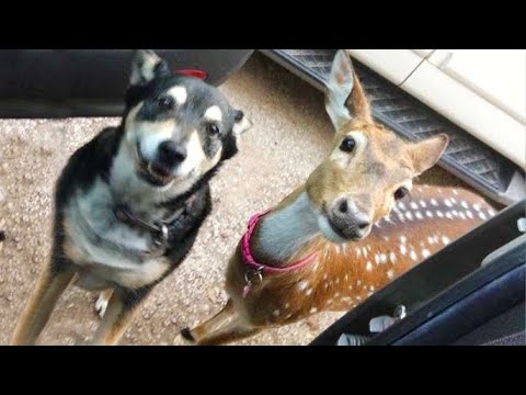 Incroyable amitié entre un cerf sauvage et un chien, vidéos d'animaux mignons 2025