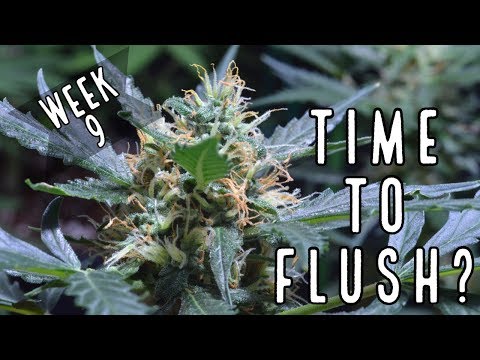 Week 9: When To Flush Autoflowers