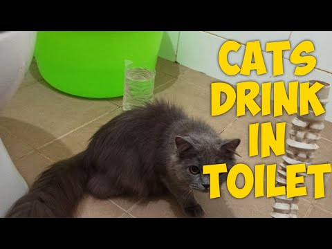 Cats drink in toilet...#drink#tristycat#cutecat