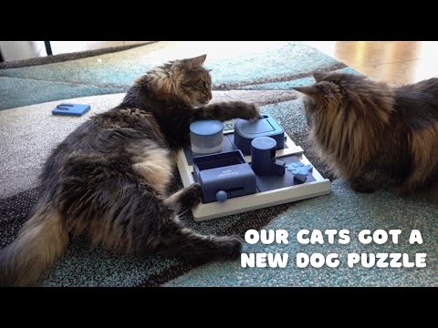 Norwegian Forest Cats solving a new dog puzzle | TRIXIE DOG ACTIVITY | Part 3