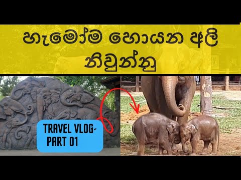 Travel vlog | Travel in Sri Lanka | Pinnawala elephant  orphanage (Day 01 - chapter 1)