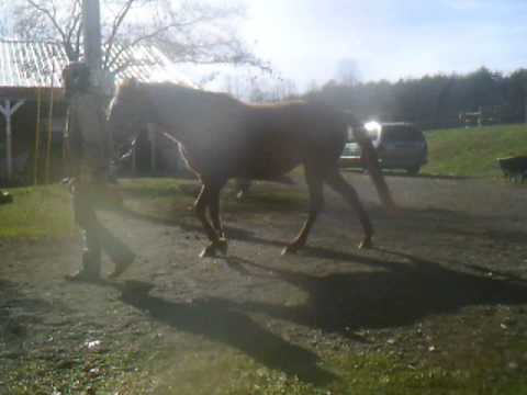 blind horse at Flurry's Hope