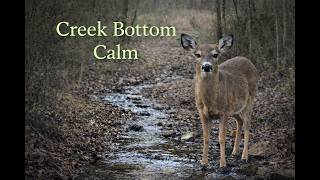 Peaceful Deer Movement in a Missouri Creek Bottom