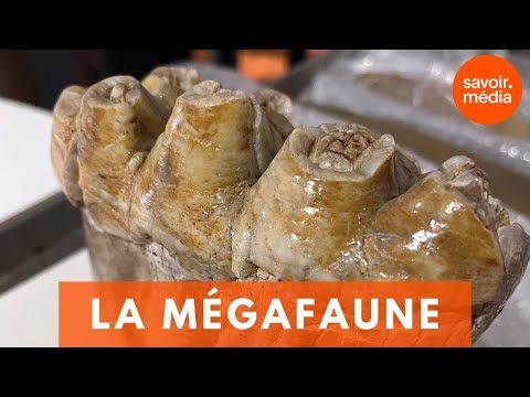 La mégafaune  - La préhistoire du Québec
