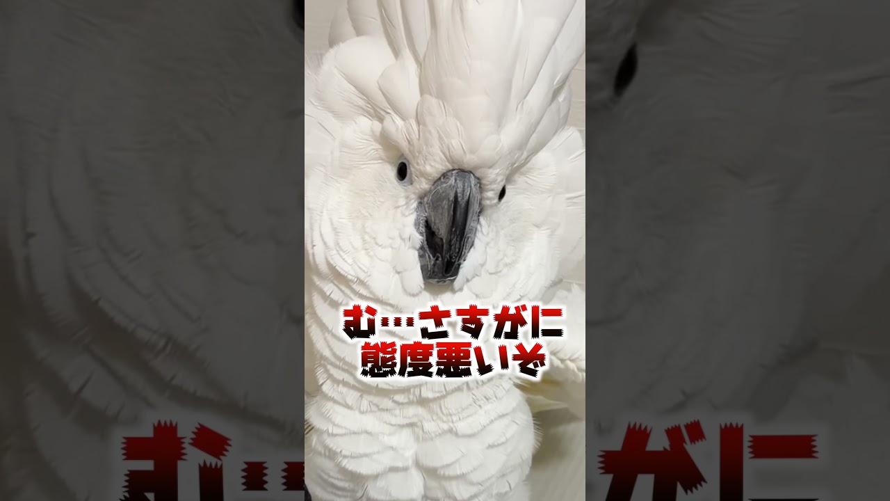 警戒してるのにそこは入るんかい #shorts