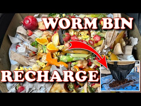Post Harvest Massive Feeding Of My Urban Worm Bag! | Vermicompost Worm Farm