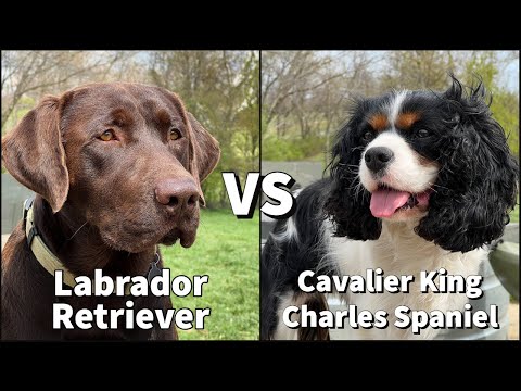 Cavalier King Charles Spaniel im Vergleich zu Labrador Retrievern | Abenteuerhundetraining