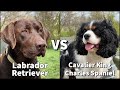 Cavalier King Charles Spaniel Im Vergleich Zu Labrador Retrievern Abenteuerhundetraining