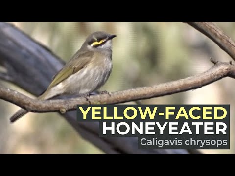 Medárik topásový (Caligavis chrysops) — spev a hlas v prírode