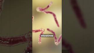 Worms can infest your body #hookworms #parasites #health #naturopathy #body #shorts