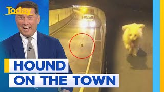 Adventurous pup sparks daring rescue in Brisbane tunnel | Today Show Australia