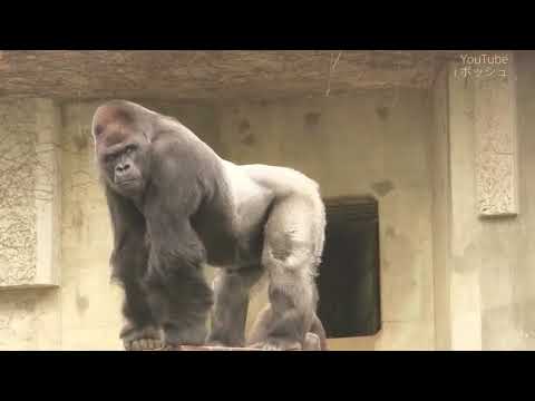 image-What's the most dangerous gorilla?