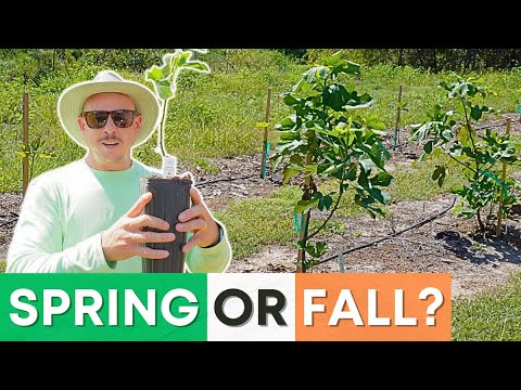 When is the Best Time to Plant a Fig Tree?