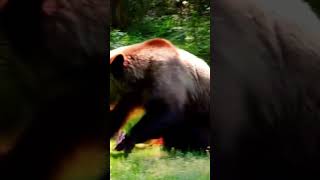 Download lagu Bear #shortvideo #funny #animals #venom #cute #bear mp3 Download lagu Bear #shortvideo #funny #animals #venom #cute #bear mp3