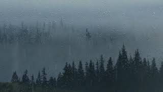 Rain Sound for Sleeping - Relaxing Rain Noise in the Foggy Forest with Thunder fall asleep