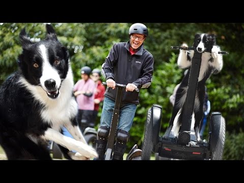 Talented Dog Rides Segway Like a Human
