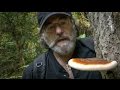 Could The Mushroom Save The Honeybee