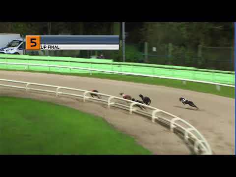 2020 RPGTV PUPPY CUP FINAL - T5 EASY SHOT