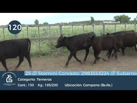 Lote Hembras - Campana Bs As