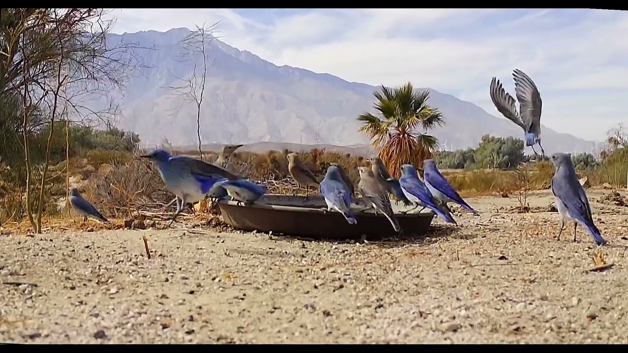 S3E5: Mountain bluebirds gather at the water saucer
