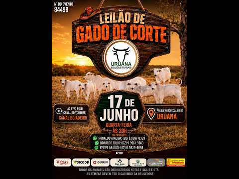 Leilão de Gado -  Uruana Leilões - Leilão de Gado de Corte em Goiás @canal.boiadeiro #live #gado