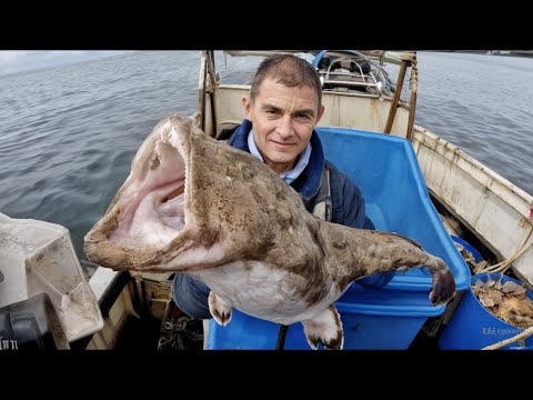 Catching 1,000tons MONKFISH Everyday! How Fishermen Fishing And Processing Monkfish For Meat