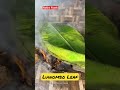 smoking banana leaf