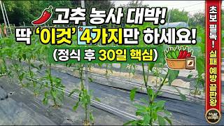 고추농사 대박! 딱 '이것' 4가지만 하세요! 정식후 핵심 관리 4가지 #고추농사