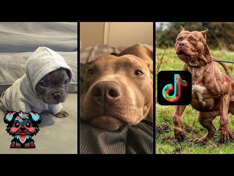 Pitbulls are Badass and Cute - Tiktok Compilation! #1