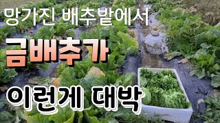 망가진 배추밭에서 금배추가 이런게 대~박 @김장배추