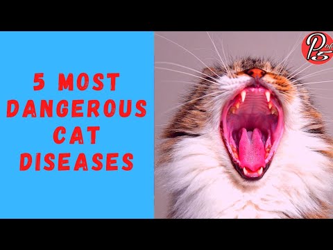 5 Most Dangerous 🐈 Cat Diseases @ Power of 5 TV