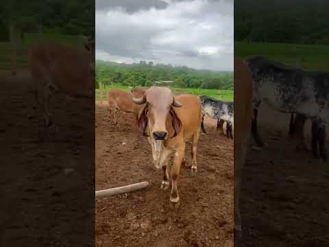 GENÉTICA GIR LEITEIRO VILA RICA - COCALZINHO DE GOIÁS/GO