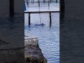 Billy Dolphin Swim 1