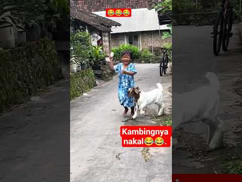 KAMBINGNYA NAKAL 😂 #shortsvideo #lucu #ngakak #funny #shortsviral #shorts