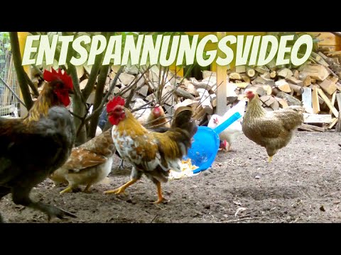 Hühner Entspannungsvideo - Naturgeräusche - Hühner gackern - Hähne krähen