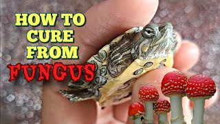 HOW TO TREAT YOUR PET TURTLE FROM FUNGUS | Red Eared Sliders | Kura-Kura Brazil Sakit.