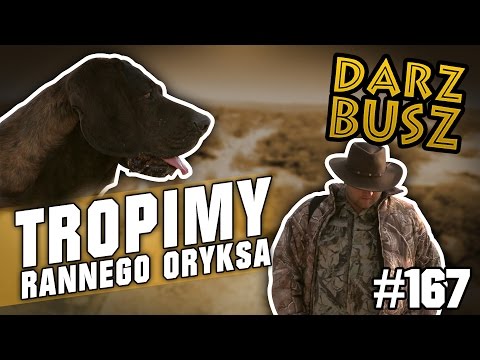 Darz Bór odc. 167 - Tropimy rannego oryksa