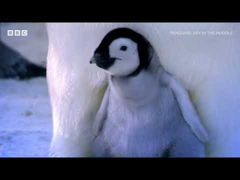 Penguin Dads | Penguins: Spy in the Huddle | BBC Select