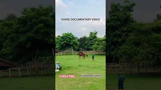 Download lagu Eps 47 | Natural Horse Breeding Documenter #fyp #shorts #horse #breeding #animals #shortvideo mp3