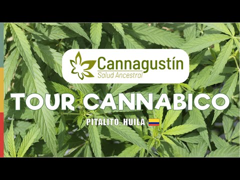 CANNAGUSTIN Cannabis medicinal en Colombia - TOUR CANNABICO en PITALITO, HUILA  - TWINGO SUDAKA