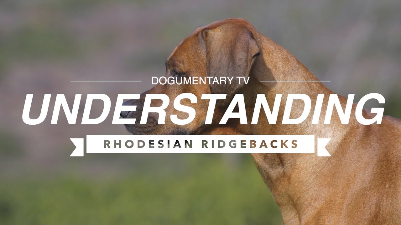 UNDERSTANDING RHODESIAN RIDGEBACKS