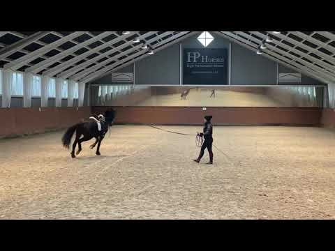 HP Summer Breeze (For Romance II x Furstenball x Friedensfurst)