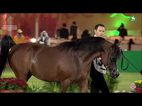 N 363 RAZI AL KHALEDIAH   KAAHC 2019   Stallions 7 9 Years Old Class 11B