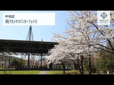金沢大学の桜名所案内